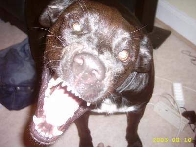 looping mon chien
